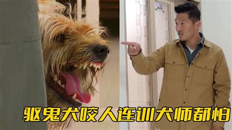 驅鬼犬|驅鬼犬 韓國寶喜獲復育